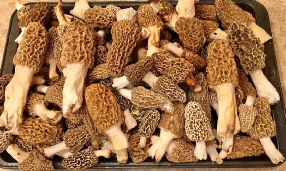 Morel Mushroom Hunting: Knowing Where To Look